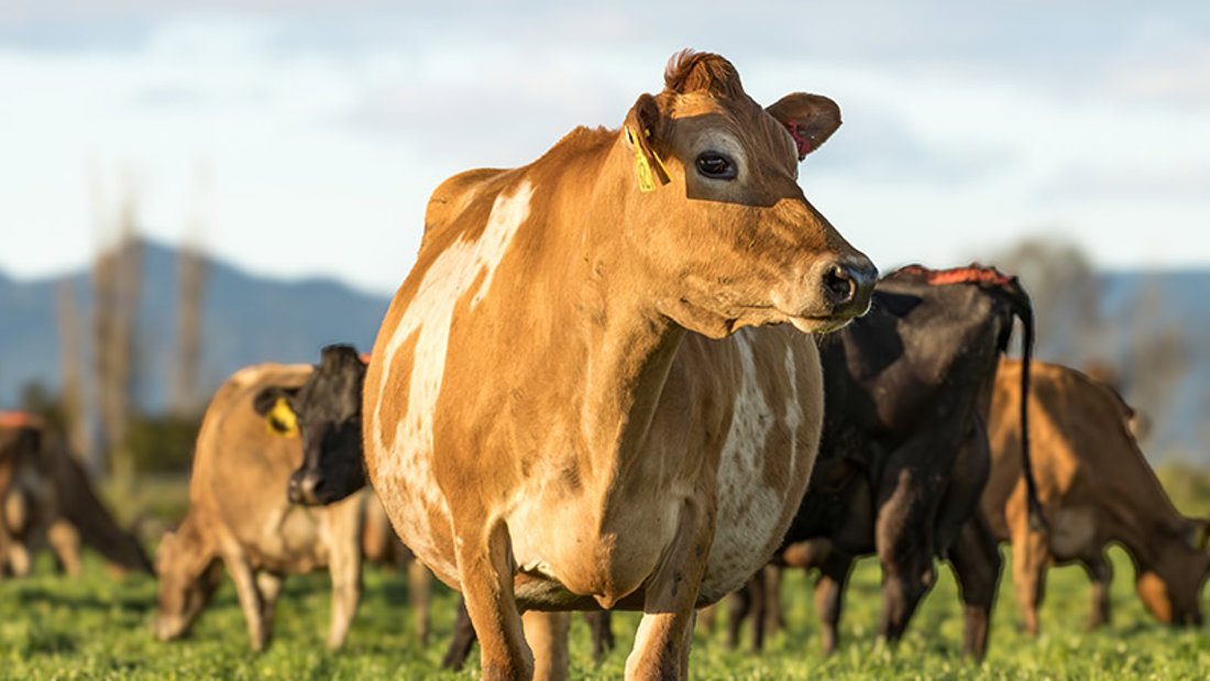 Fundamentals Of Animal Health Stockmanship - Dairy Training Limited